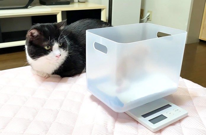 子猫を見守る先住猫