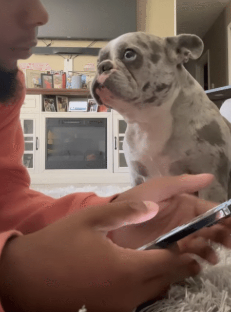 「スマホじゃなくてこっちを見てよ！」 犬さんの切実なアピール。