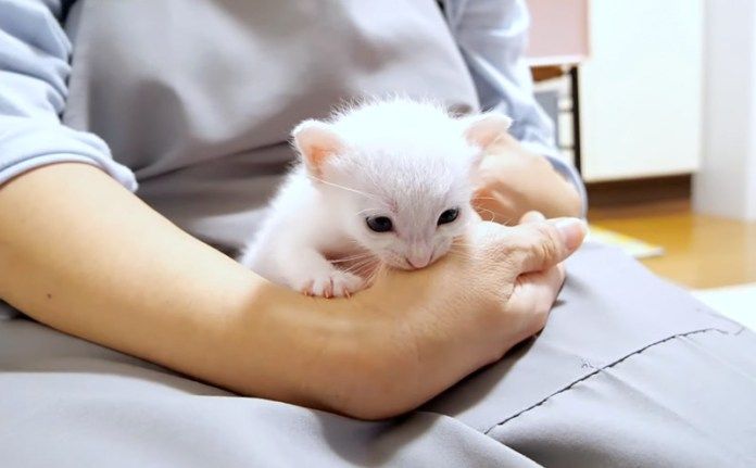 膝の上で甘える子猫