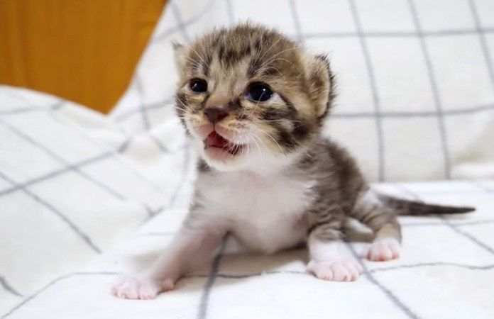 鳴く子猫