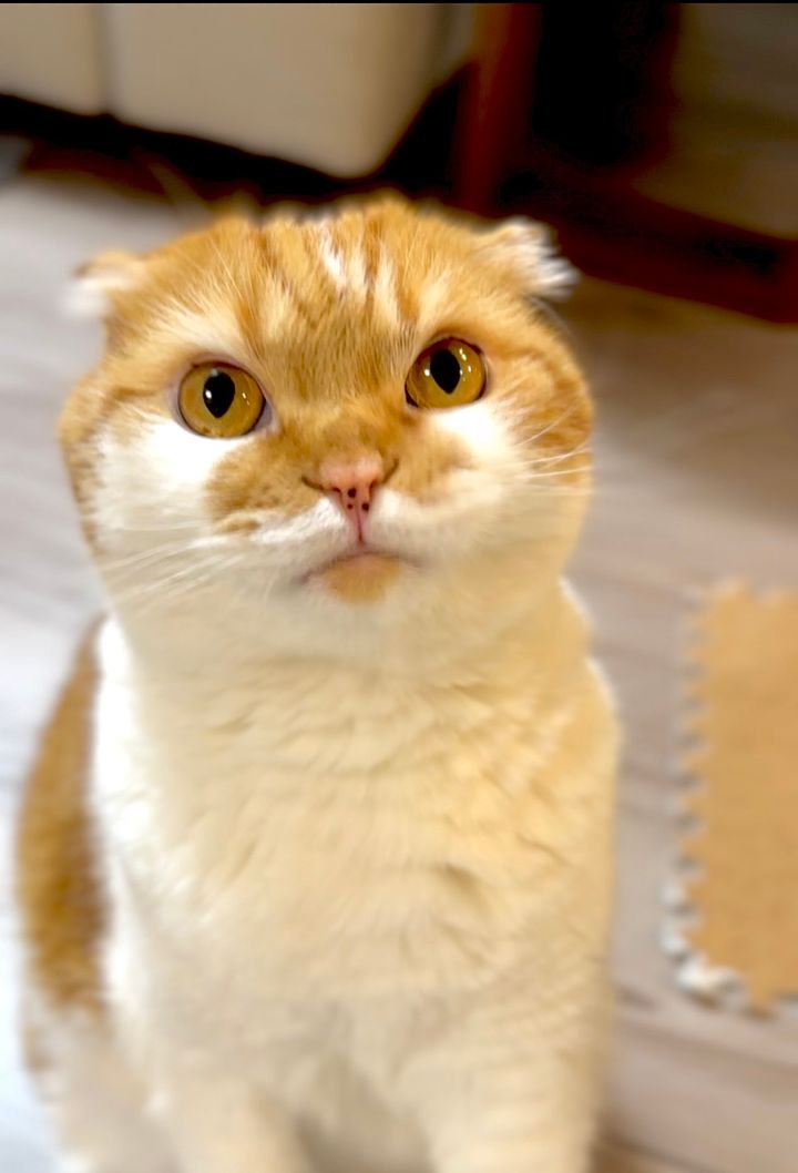 スコティッシュフォールドのむぎちゃん