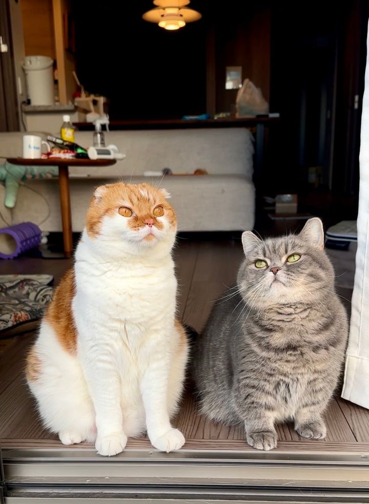 スコティッシュフォールドのむぎちゃんと、マンチカンのひまりちゃん