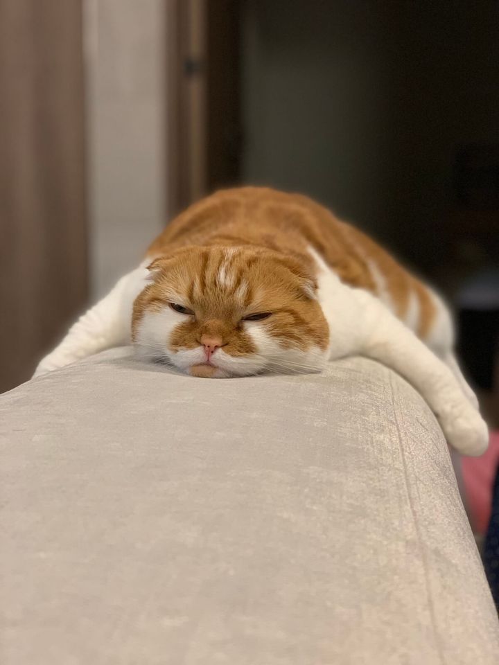 這いつくばって休憩しているスコティッシュフォールドのむぎちゃん