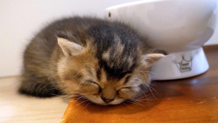 寝落ちした子猫