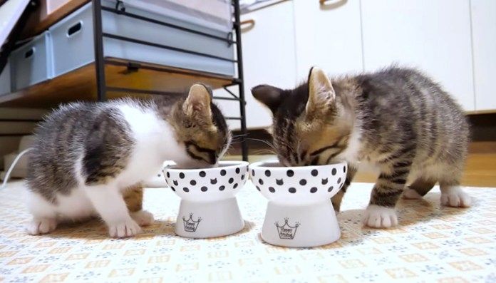 ご飯を食べる子猫達