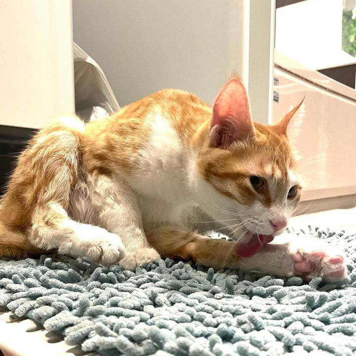 バスタブに落ちてしまった体を毛づくろいする猫