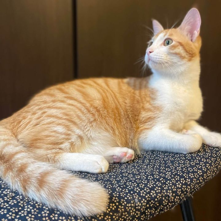 茶白猫のカイちゃん