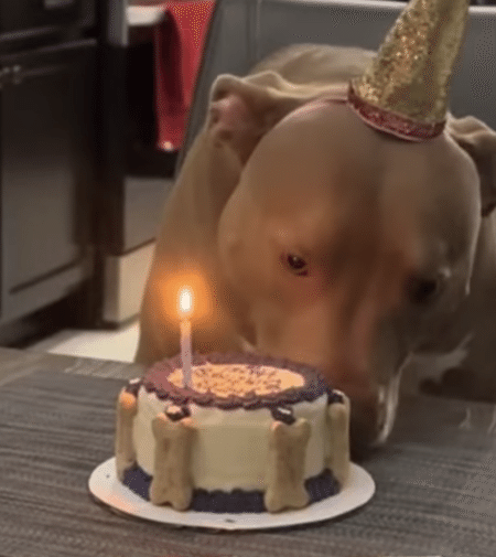 誕生日を迎えた犬さん「みんな、ありがとうー！」 お祝いにとっても嬉しそう♪