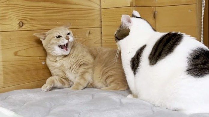 ケンカを挑む猫