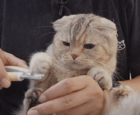 「爪切りイヤ！」の言い方が可愛すぎる猫さん。