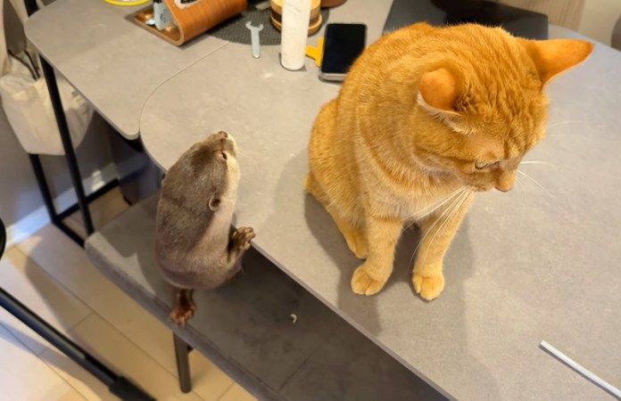 テーブルの上が気になるカワウソ