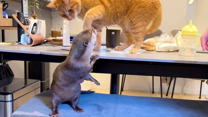 猫にお説教されるカワウソ