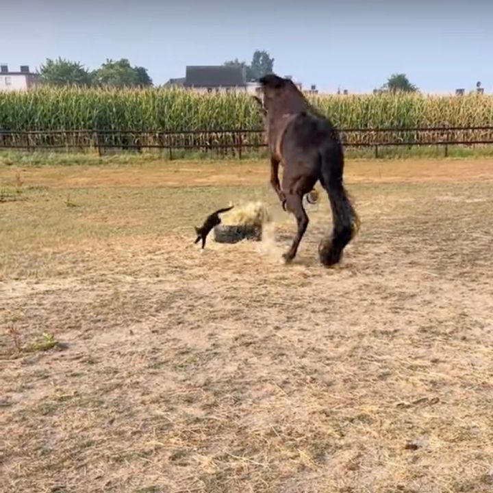 黒猫のお昼寝スポット飼い葉桶、知らずに食べた馬は驚く