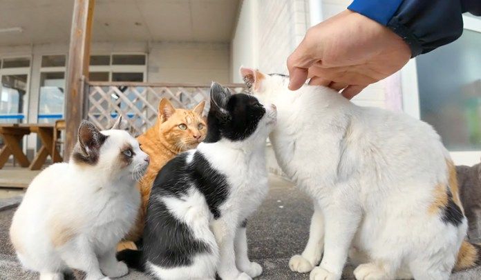 撫でられる猫達