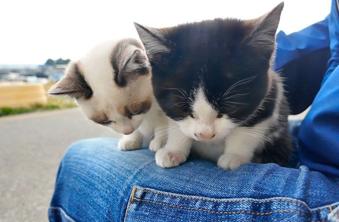 膝の上に乗る子猫達
