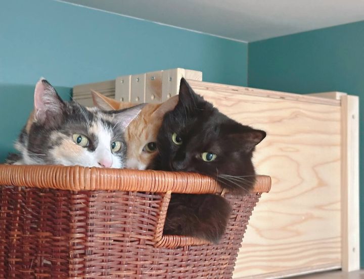 かごに入ってくつろぐ3匹の猫たち