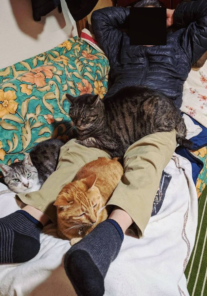 猫嫌いだった人が、猫好きになってしまった成れの果ての姿