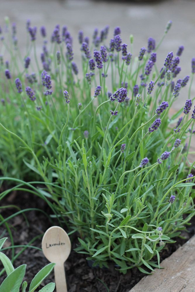 ラベンダーといえば、写真のアングスティフォリア系の紫色