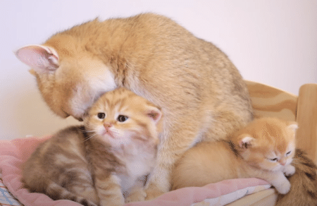 子猫「ねぇねぇ、寝ちゃうの？」兄弟猫がみんな寝ちゃって退屈！