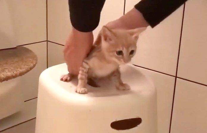 お風呂で洗われる子猫