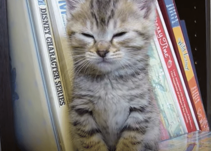 「まだ眠らにゃいよ」座りながらウトウト、睡魔と戦う子猫が可愛い！