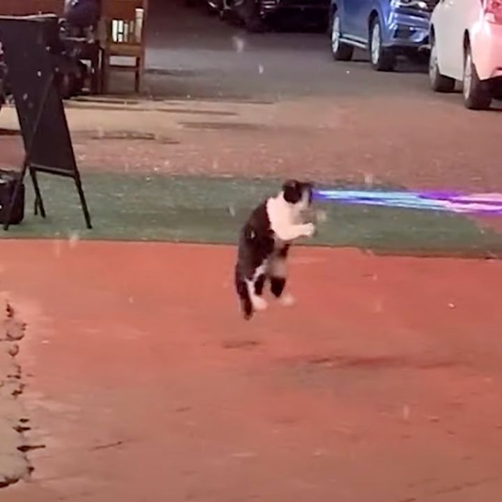 降る雪に猫は喜び跳び回る、肉球で雪をつかまえたくて