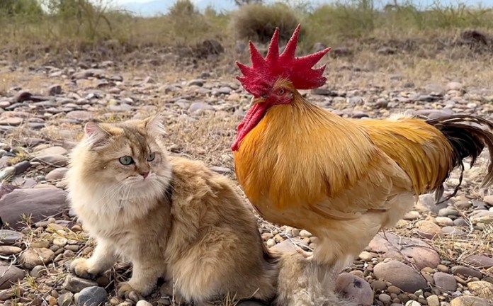 散歩する猫とニワトリ