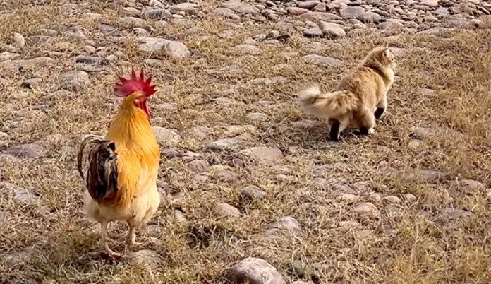 散歩する猫とニワトリ