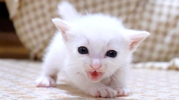 ミルクが飲みたい子猫