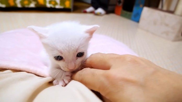 膝の上で甘える子猫