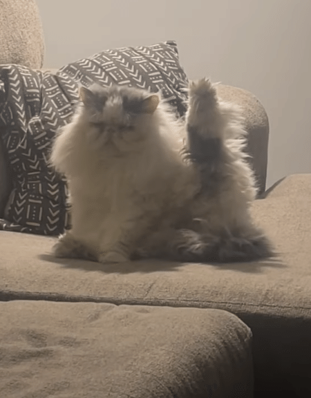 きっと何か意味があるポーズなんだ！ 変なポーズで瞑想する猫さん。