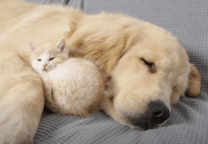 分離不安の子猫さん、優しい先輩犬のおかげで安心できる場所を手に入れた！