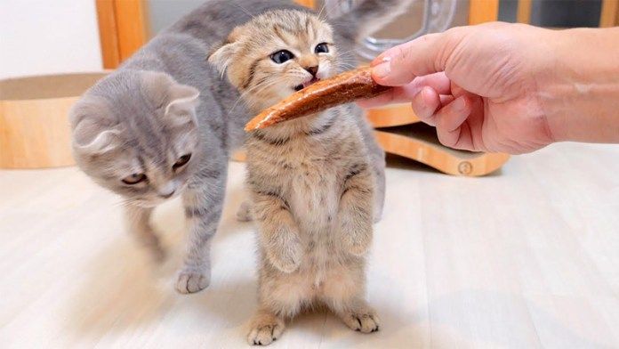 カツオが気になる子猫