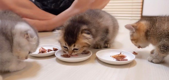 カツオを食べる子猫