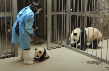 母パンダ「檻から出ちゃダメ〜！」赤ちゃんパンダに注意をしたら