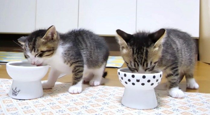 ご飯を食べる子猫達