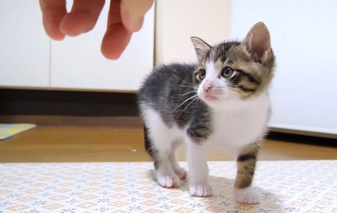 ごちそうさまを言いにくる子猫