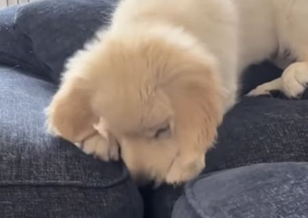 この世の終わりのように落ち込む子犬さん、オモチャを落としただけだよ？