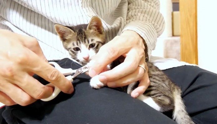爪を切る子猫