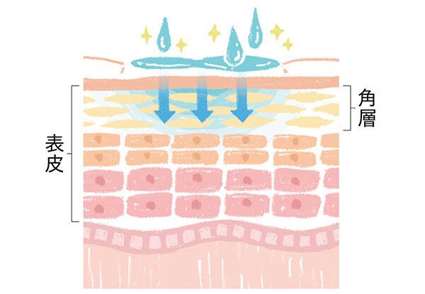 美容成分が角層の奥深くまでいきわたっている状態