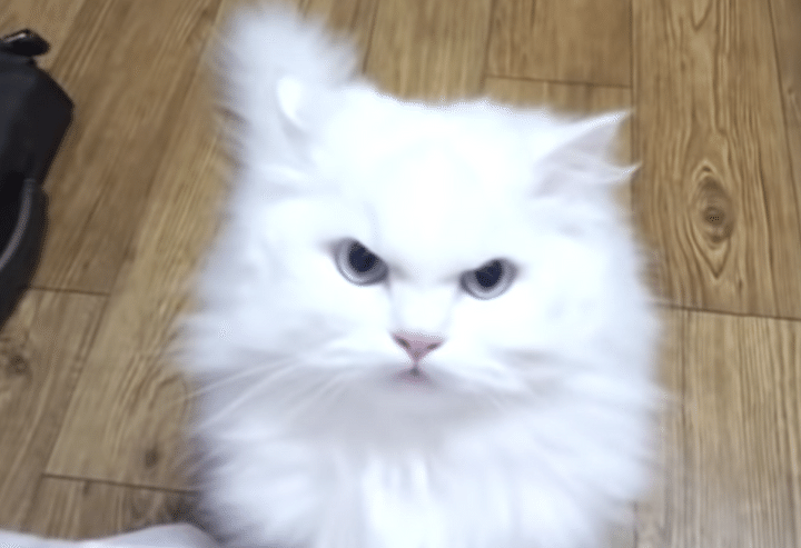 眉間にシワを寄せて怒っている猫ちゃん。怒っている理由は飼い主の