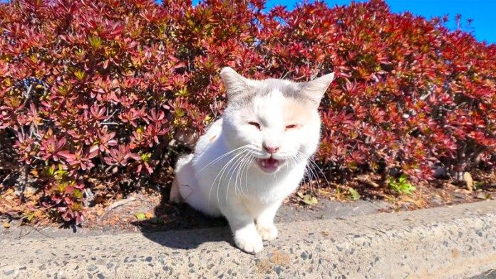 植え込みから出てきた猫