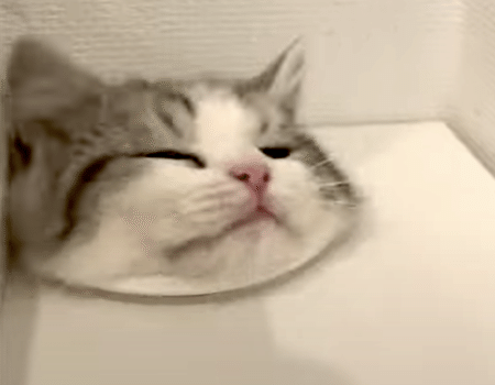 机から子猫が生えてくるので、仕事に集中できません！