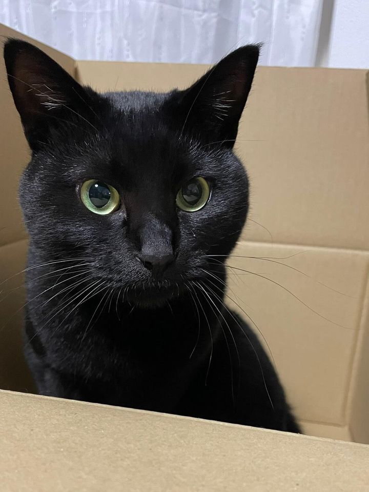 短毛の黒猫「りーじくん」