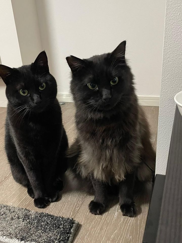 オヤツが入ってる引き出しを見つめる2匹の黒猫
