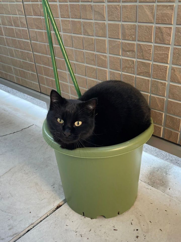 ベランダにやってきた黒猫の母猫