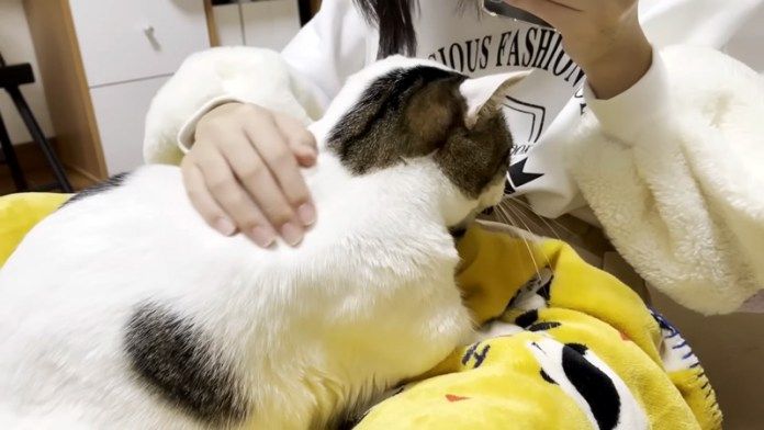 フミフミする猫