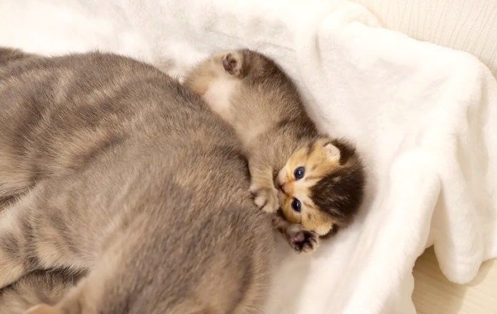 お母さんにかまって欲しい子猫