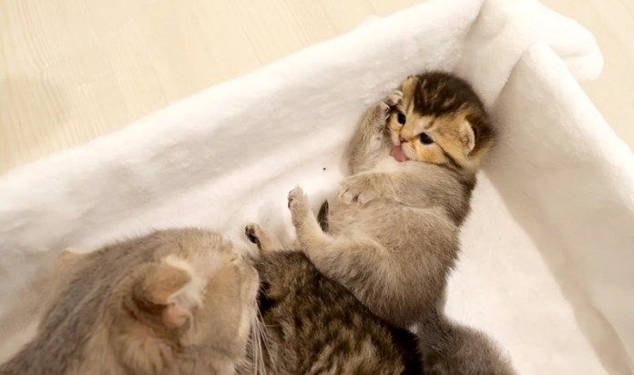 毛づくろいする子猫