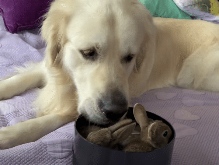 「なんだ、ただのイヌか」近くに大型犬がいても、全く動じないウサギさん。